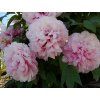 Rosea Plena (Large)