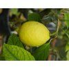 Citroník 'Amalfitano' (Balení kontejner C2)