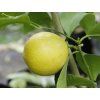 Citroník 'Doux de Mediteranee' (Balení kontejner C2)