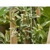Jasminum Argenteovariegata (2)