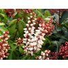Pieris 'Bonfire' (Balení kontejner C2)