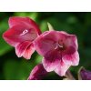 Gladiola 'Papilio Ruby'  Gladiolus 'Papilio Ruby'