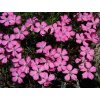 Klinček haematocalyx subsp. pindicola - Dianthus haematocalyx subsp. pindicola