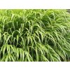 Rákosovka japonská 'Nicolas' - Hakonechloa macra 'Nicolas'