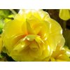 Begónia 'Double Yellow'