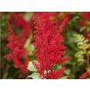 Astilba Arendsova 'Etna' - Astilbe x arendsii 'Etna'