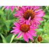 Echinacea 'JS Roho' - Echinacea 'JS Roho'