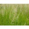 Smlz ostrokvetý  'Waldenbuch' - Calamagrostis acutiflora 'Waldenbuch'