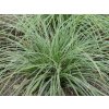 Ostrica 'Hime Kansuge' - Carex conica 'Hime Kansuge'