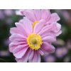 Sasanka japonská 'Serenade' - Anemone japonica 'Serenade'