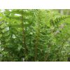 Papraď hrdzavá 'Cristata' - Dryopteris affinis 'Cristata'
