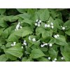 Pupkovec jarný 'Alba'  - Omphalodes verna 'Alba'