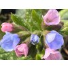 Pľúcnik úzkolistý 'Twinkle Toe' - Pulmonaria angustifolia 'Twinkle Toe'  Pulmonaria angustifolia 'Twinkle Toe'