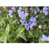 Pľúcnik úzkolistý 'Twinkle Toe' - Pulmonaria angustifolia 'Twinkle Toe'  Pulmonaria angustifolia 'Twinkle Toe'
