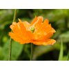 Papaver Flore Pleno (3)