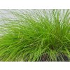 Kostrava 'Golden Toupee' - Festuca 'Golden Toupee'