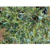 Eukalyptus gunnii 'France Blue'