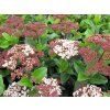 lisarose