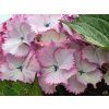 Hydrangea Ave Blue