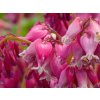 Dicentra Luxuriant (2)