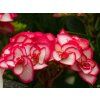 Hydrangea Miss Yulika (2)