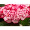 Hydrangea Miss Yulika (3)