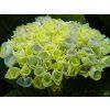 Hydrangea Magical Evolution Blue (2)