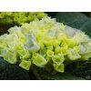 Hydrangea Magical Evolution Blue (1)
