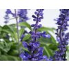 Šalvia pomúčená - Salvia farinacea