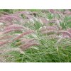Perovec 'Karley Rose' - Pennisetum orientale 'Karley Rose'