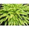 Hosta 'Wiggles and Squiggles' - Hosta 'Wiggles and Squiggles'