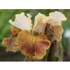 Kosatec sibírsky Peacock Butterfly® 'Jerry Murphy' - Iris sibirica Peacock Butterfly® 'Jerry Murphy'