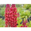 Lupina 'The Pages' - Lupinus 'The Pages'