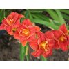 Ľaliovka  'Paprika Flame' - Hemerocallis 'Paprika Flame'