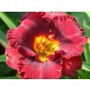 Ľaliovka 'Lil Red Wagon' - Hemerocallis 'Lil Red Wagon'
