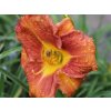 Ľaliovka EveryDaylily 'Bronze'® - Hemerocallis EveryDaylily 'Bronze'®