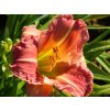 Hemerocallis EveryDaylily 'Rose'® (1)