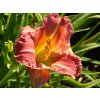 Hemerocallis EveryDaylily 'Rose'® (2)