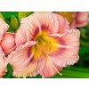 Ľaliovka EveryDaylily 'Rose'® - Hemerocallis EveryDaylily 'Rose'®