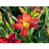 Hemerocallis Red Sakura (1)