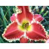 Ľaliovka  'Red Sakura' - Hemerocallis 'Red Sakura'