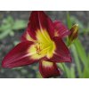 Ľaliovka  'Night Beacon' - Hemerocallis 'Night Beacon'