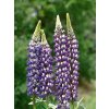 Lupina 'Governor' - Lupinus 'Governor'
