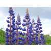 Lupina 'Governor' - Lupinus 'Governor'