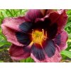 Ľaliovka  'Midnight Dynamite' - Hemerocallis 'Midnight Dynamite'