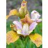 iris sibirica ginger twist