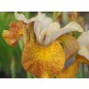 Kosatec sibírsky Peacock Butterfly® 'Ginger Twist' - Iris sibirica Peacock Butterfly® 'Ginger Twist'