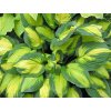 Hosta 'Georgia Sweetheart' - Hosta 'Georgia Sweetheart'