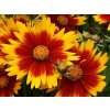 Kráska veľkoúborová 'Solar Jewel' - Coreopsis grandiflora 'Solar Jewel'