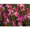 Gaura lindheimeri 'Graceful Pink'